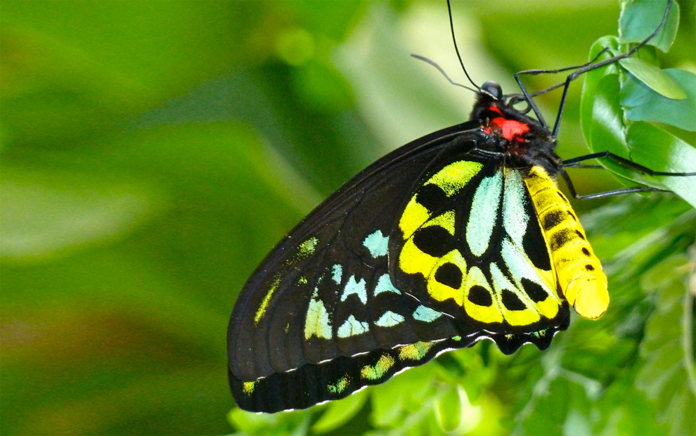 butterfly on a branch, photo by KRaschke