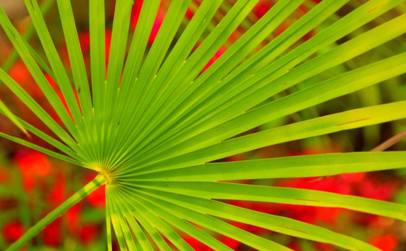 palm leaf photo by NCDunham